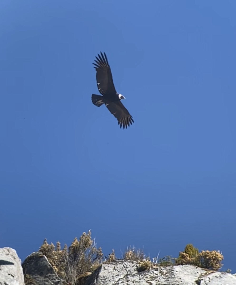 Andean Condor - ML210907831