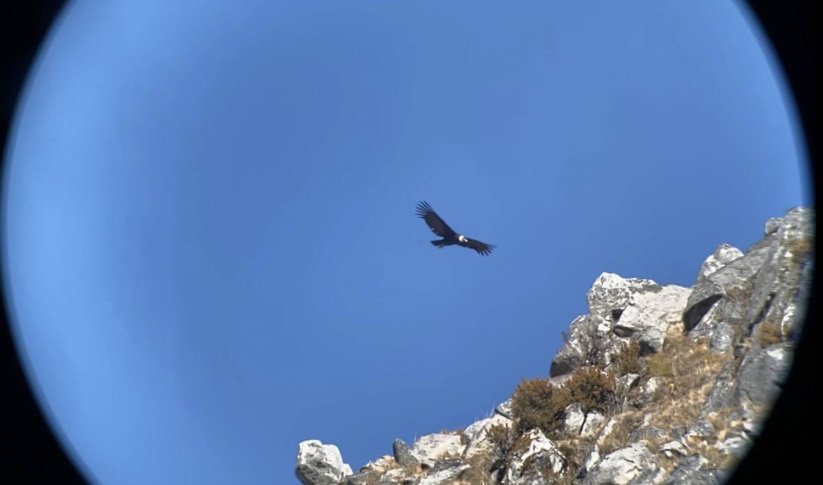 Andean Condor - William Orellana (Beaks and Peaks)