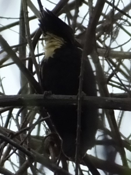 Black-and-buff Woodpecker - ML210913341