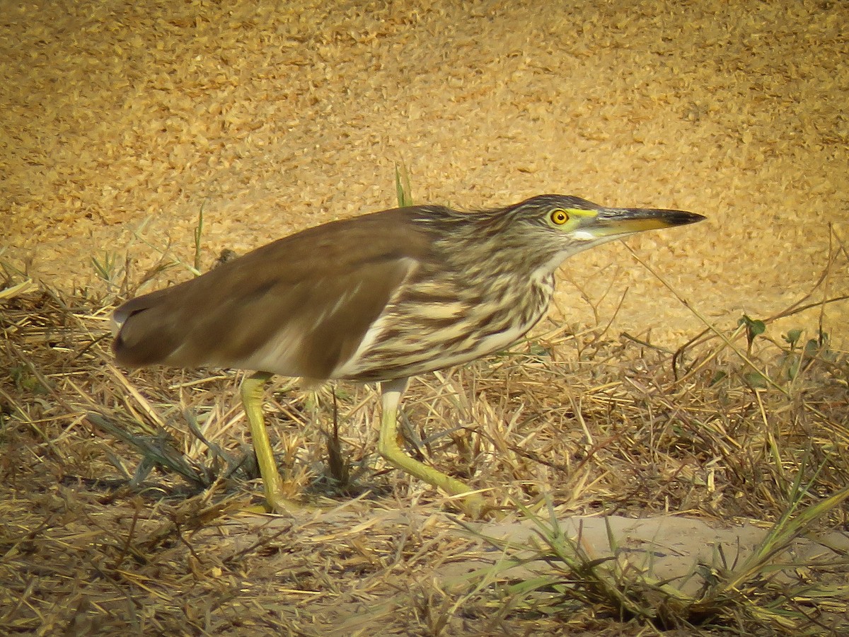 Chinese Pond-Heron - Eric  Froelich