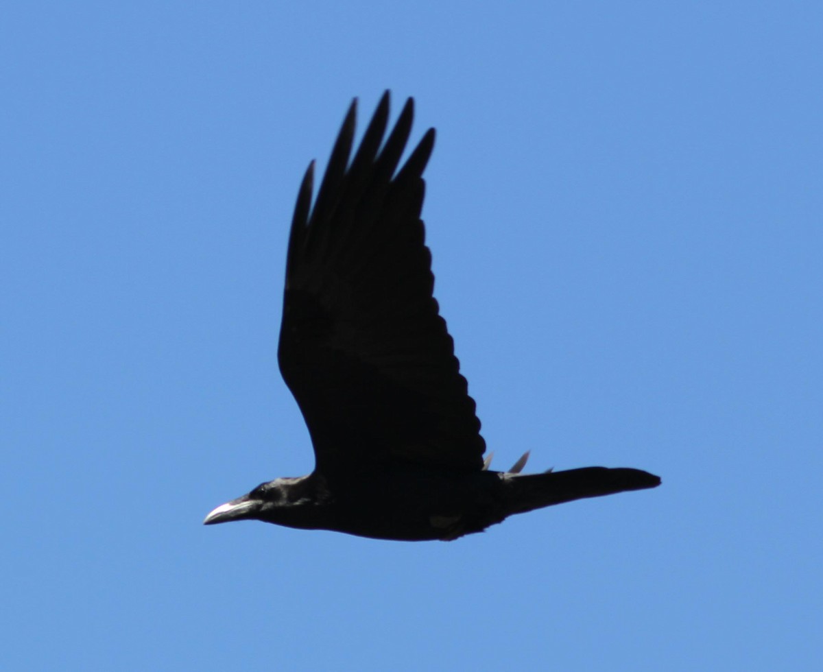 Common Raven - ML210926641