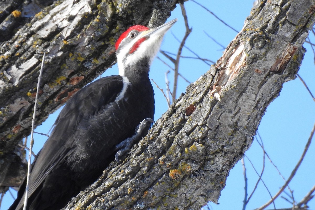 Pileated Woodpecker - ML210926821
