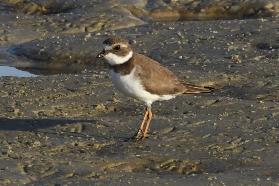 Semipalmated Plover - ML210927601