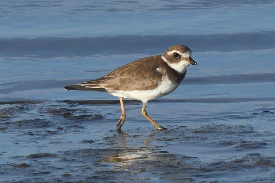 Semipalmated Plover - ML210927611