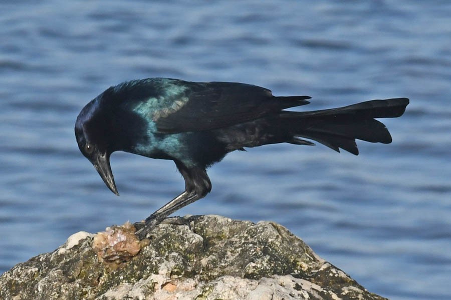 Boat-tailed Grackle - Troy Hibbitts