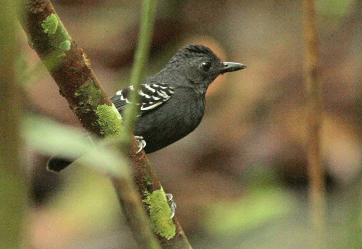 Black-headed Antbird (Amazonas) - David Beadle