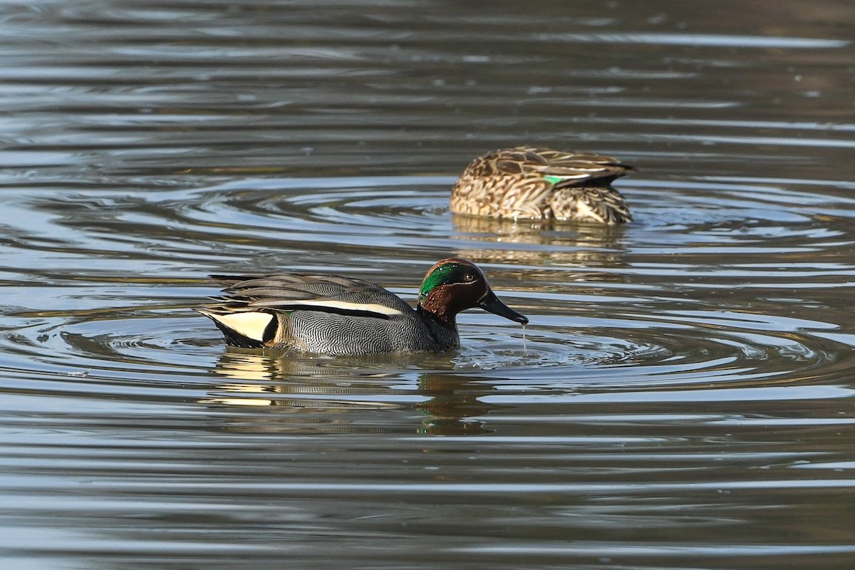 Green-winged Teal - ML210930371