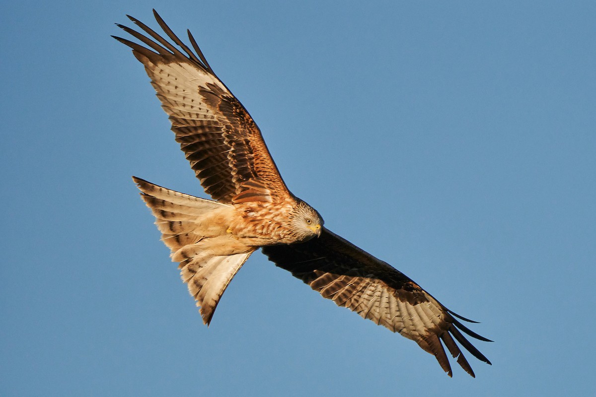 Red Kite - Miguel Rouco