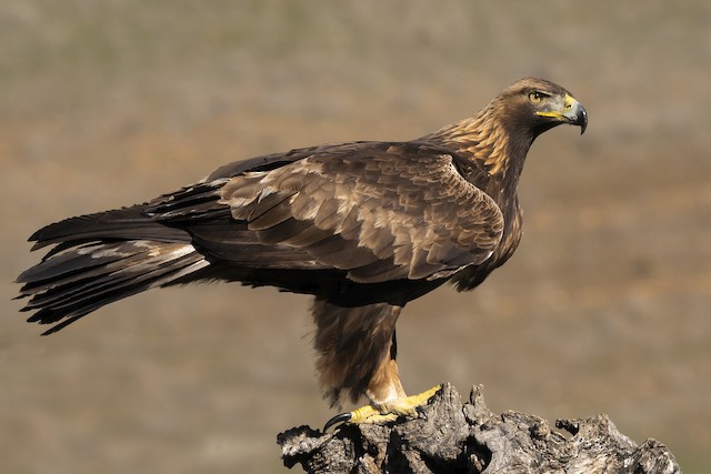 golden eagles perching