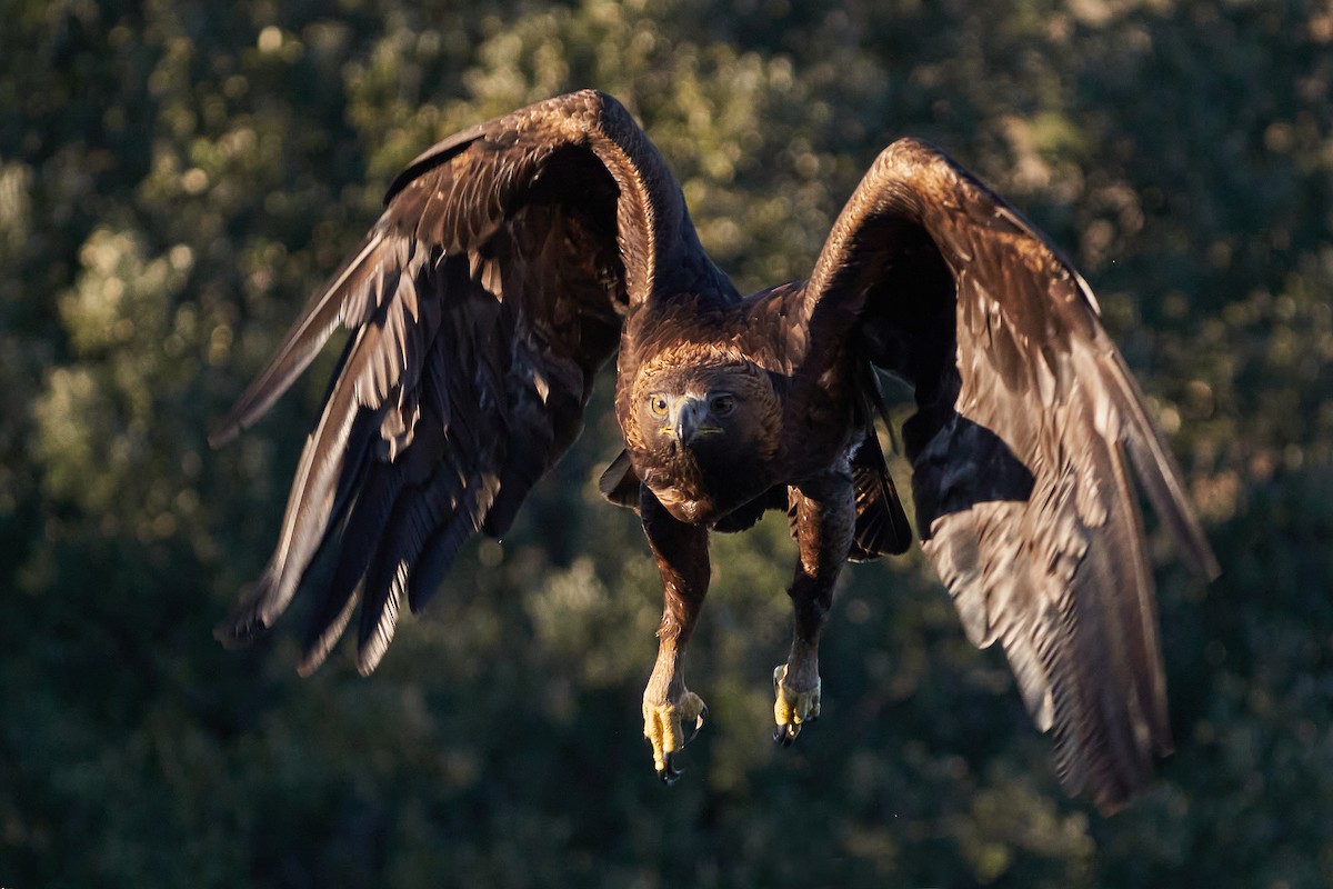 Golden Eagle - Miguel Rouco