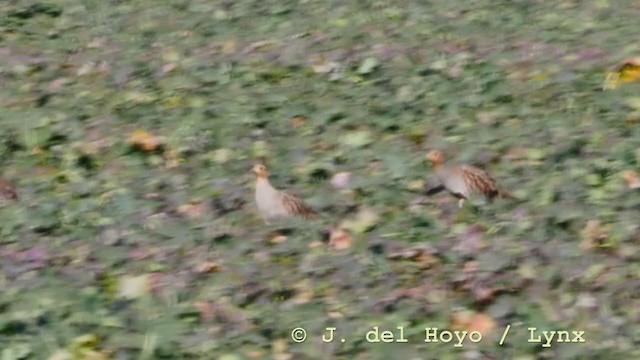 Gray Partridge - ML210931611