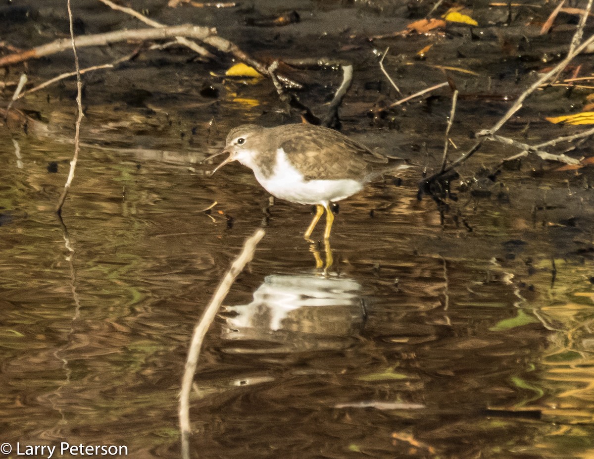 Spotted Sandpiper - Larry Peterson