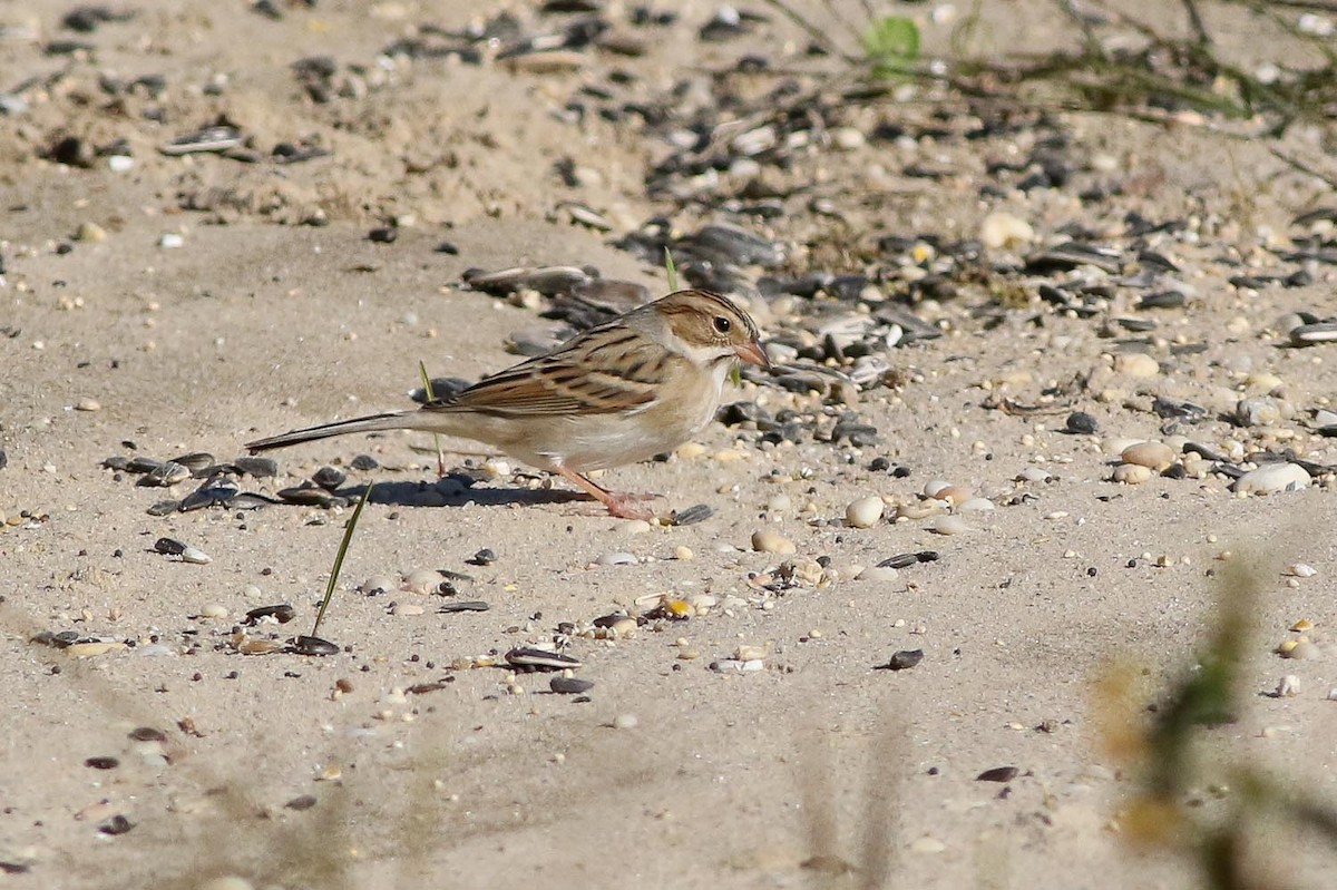 Clay-colored Sparrow - ML21093581