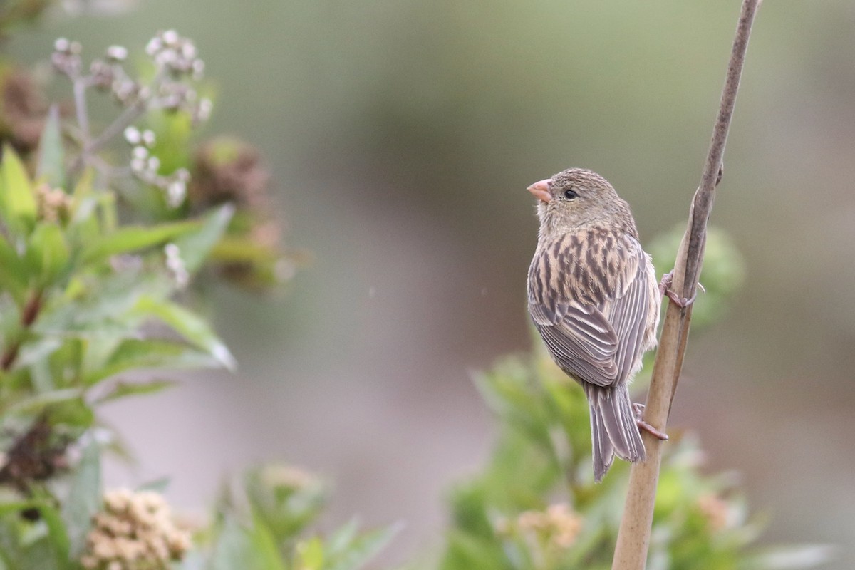 Plain-colored Seedeater - ML210936021