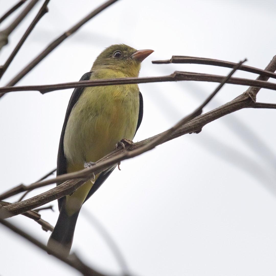 Scarlet Tanager - ML210936551