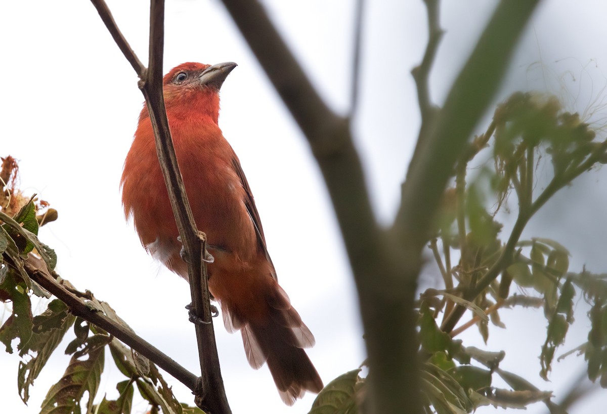 Hepatic Tanager (Highland) - ML210936611