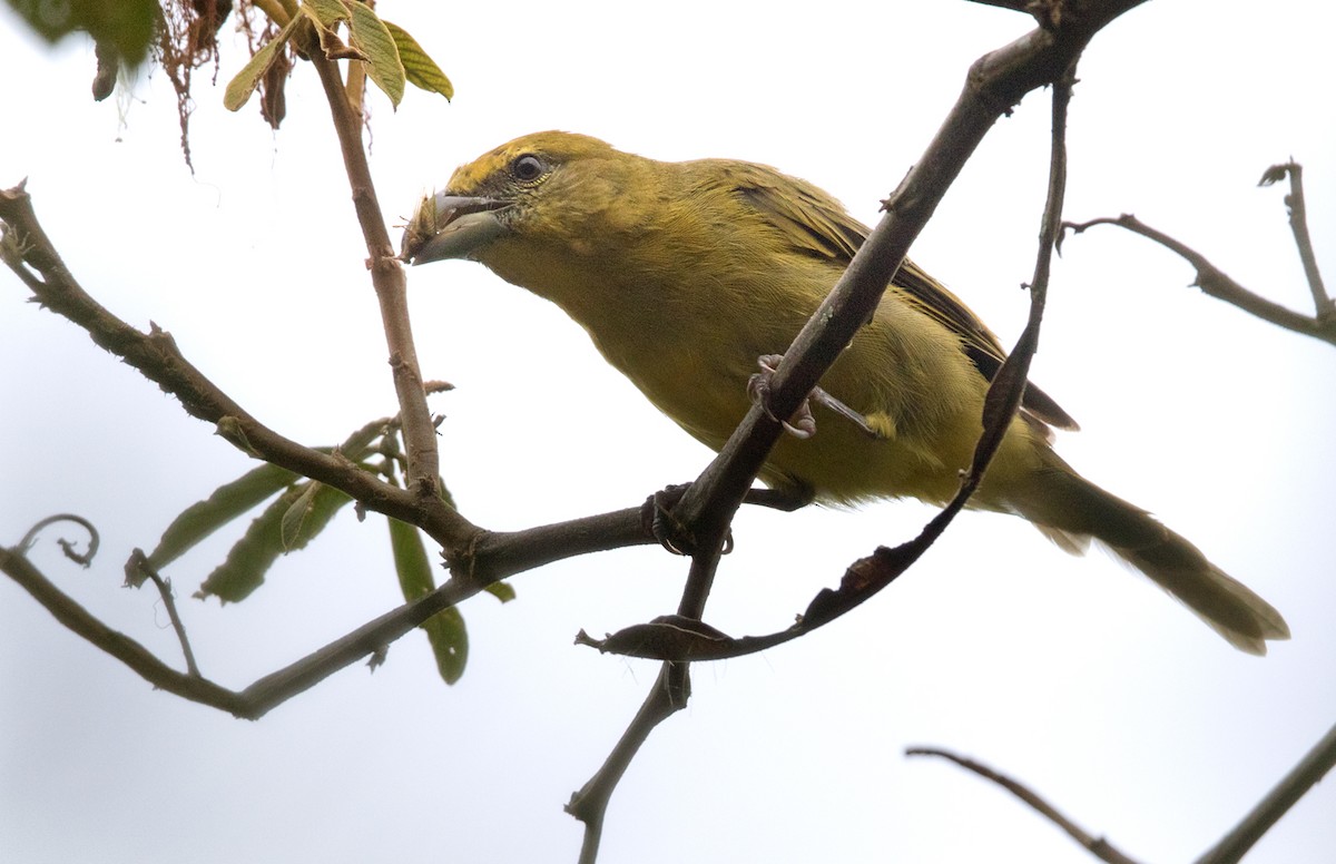 Hepatic Tanager (Highland) - ML210936621