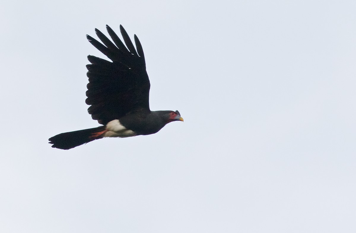 Red-throated Caracara - Lars Petersson | My World of Bird Photography