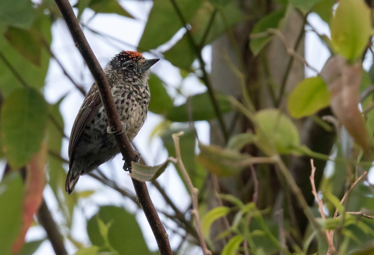 Ocellated Piculet - ML210937161