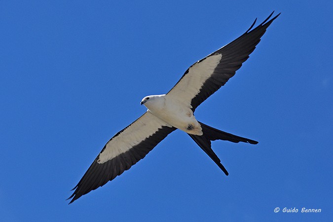 Swallow-tailed Kite - Guido Bennen
