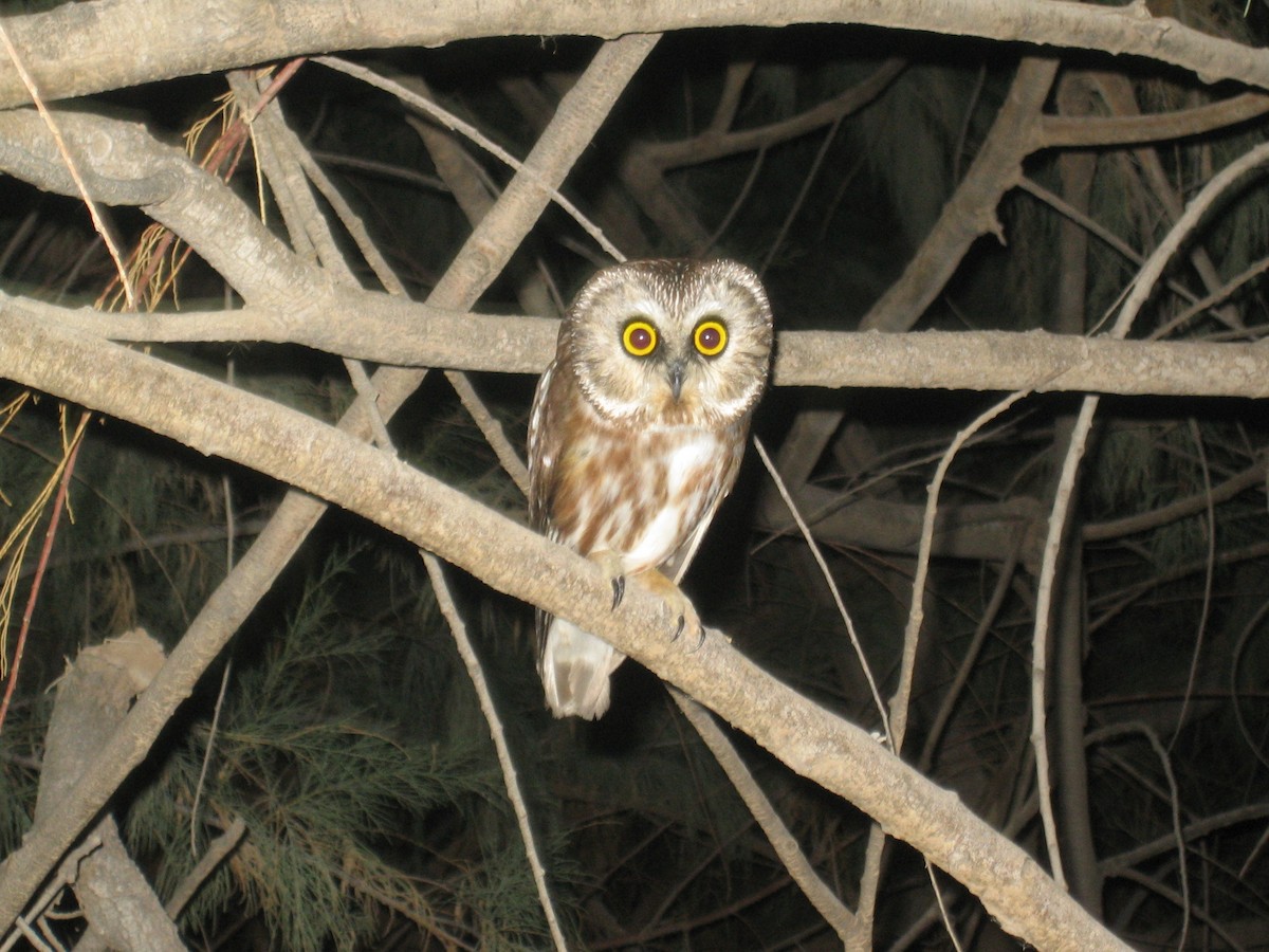 Northern Saw-whet Owl - Lin Piest