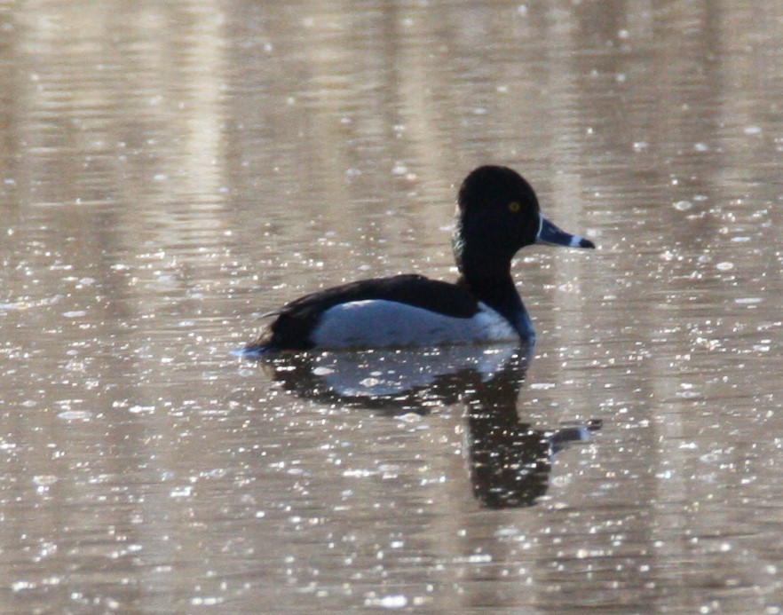 Ring-necked Duck - Cathy Cox