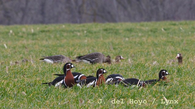 Red-breasted Goose - ML210941971
