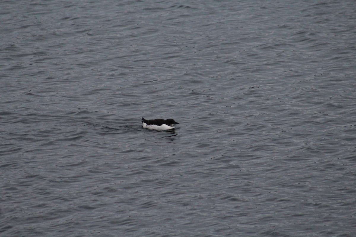 Thick-billed Murre - Ryan Justice