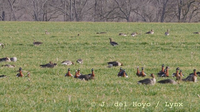 Red-breasted Goose - ML210943581