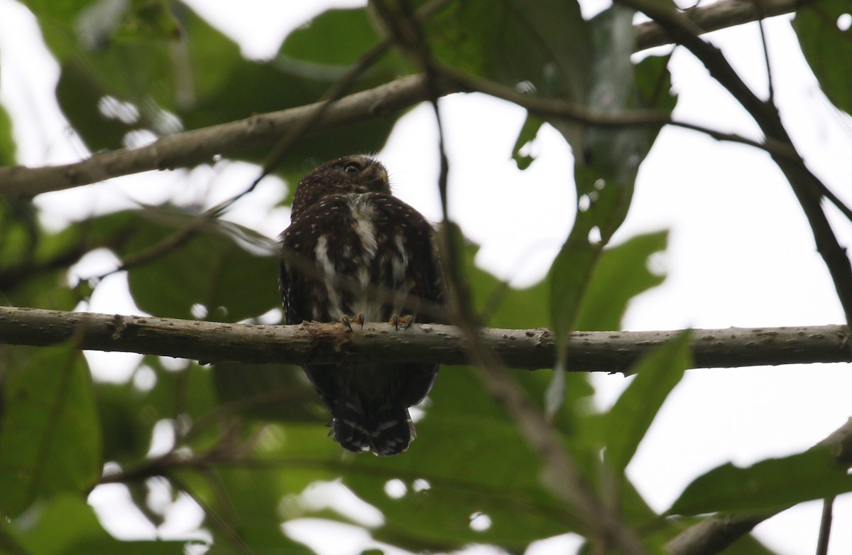 Andean Pygmy-Owl - simon walkley