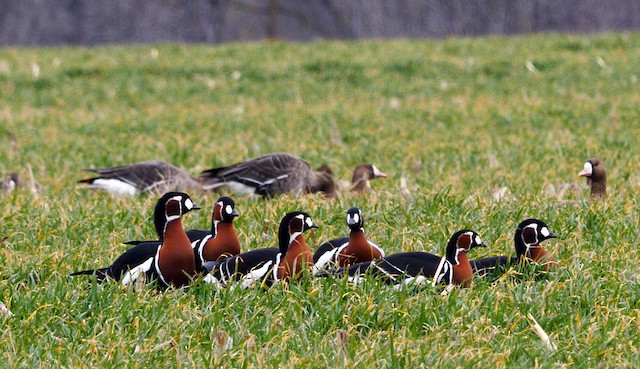 Red-Breasted Goose: Facts, Photos, Sounds and More - Birds & Wetlands