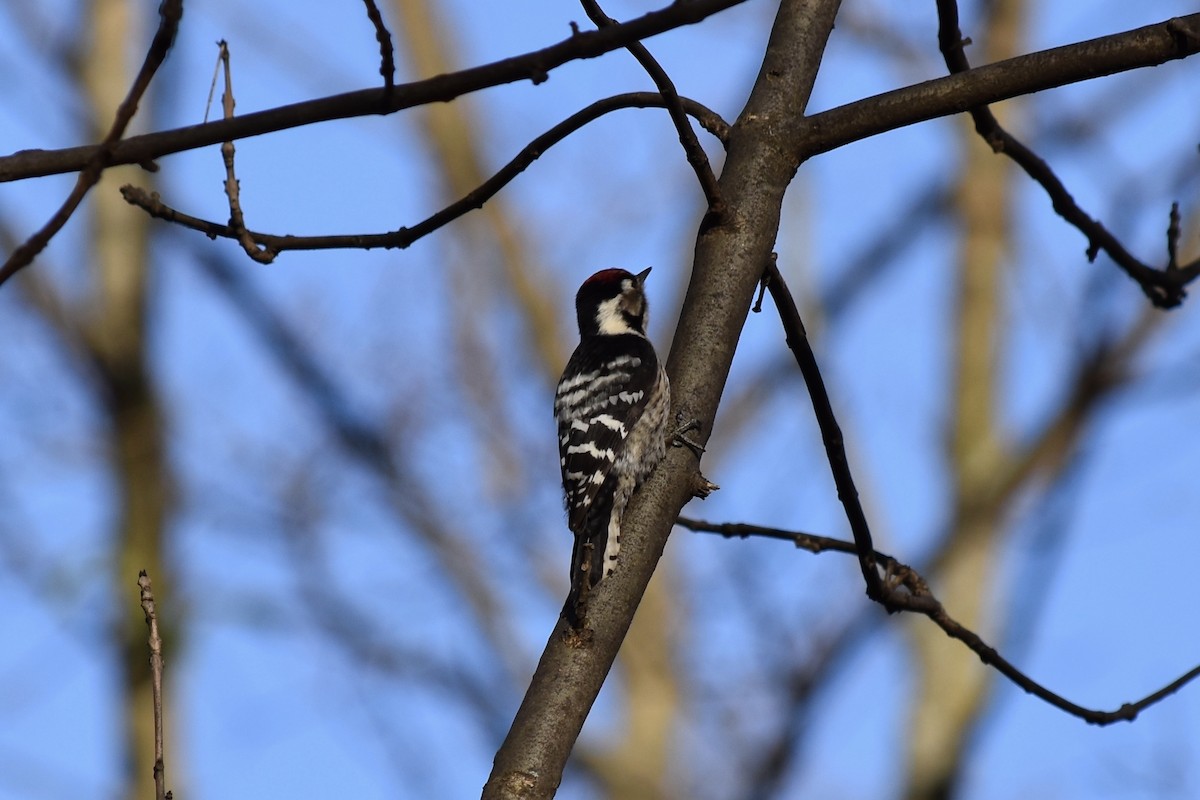 Lesser Spotted Woodpecker - ML210952051