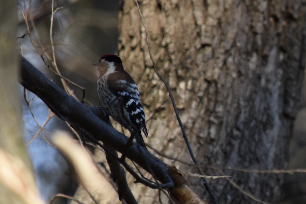 Lesser Spotted Woodpecker - Conor Horgan