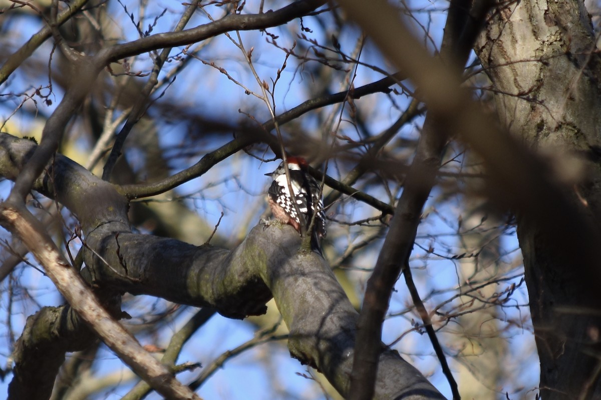 Middle Spotted Woodpecker - ML210952111