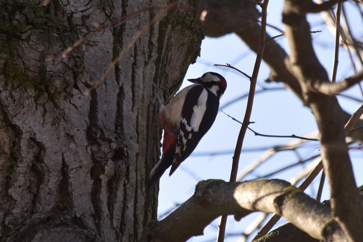 Great Spotted Woodpecker - ML210952251