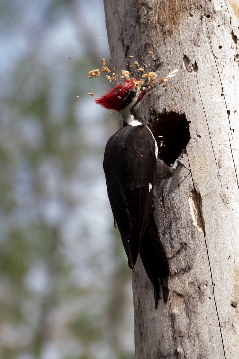 Pileated Woodpecker - ML210953941