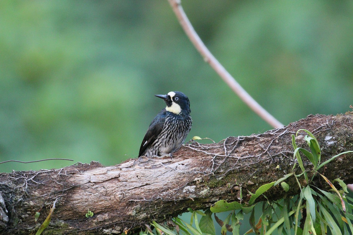 Acorn Woodpecker - simon walkley