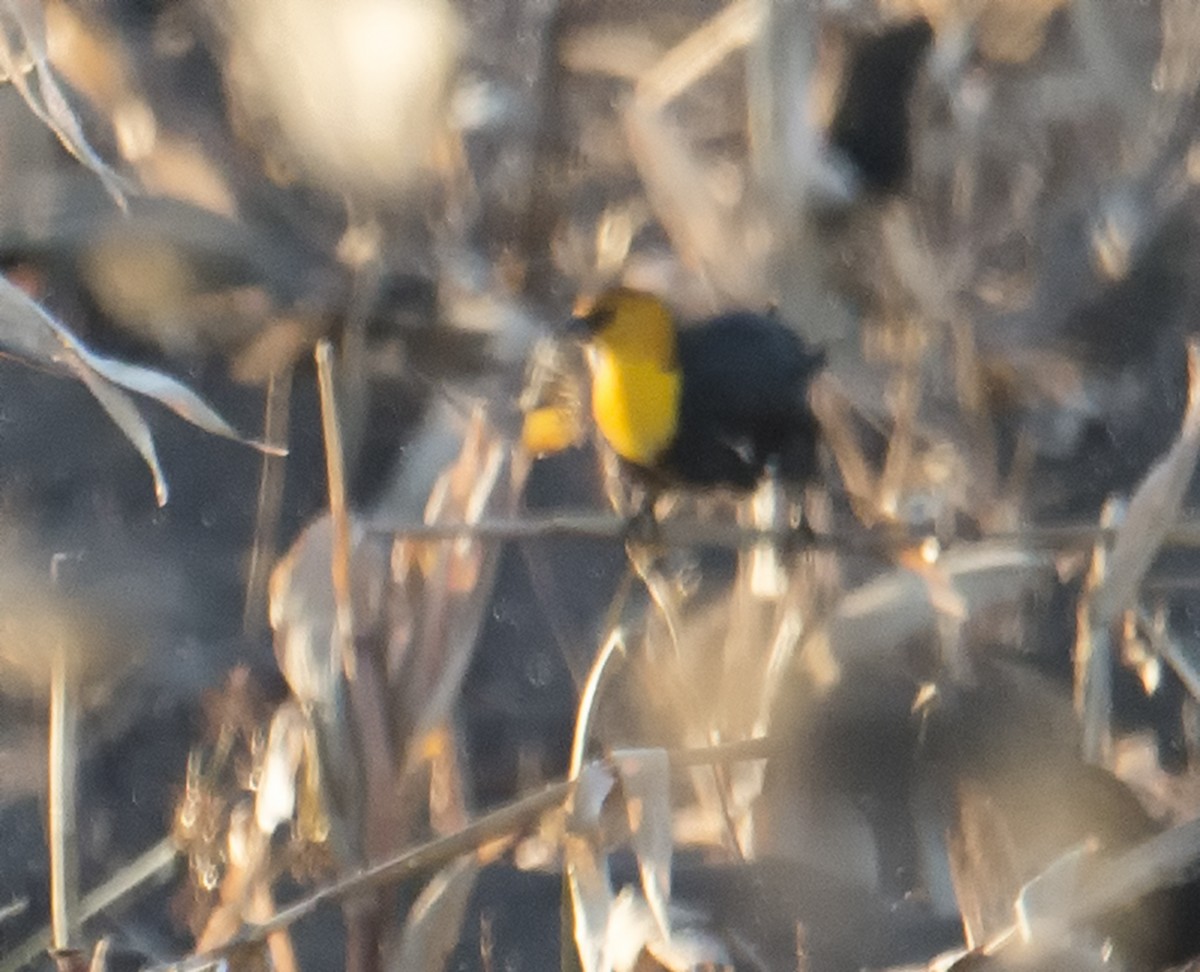 Yellow-headed Blackbird - Diana Whiting