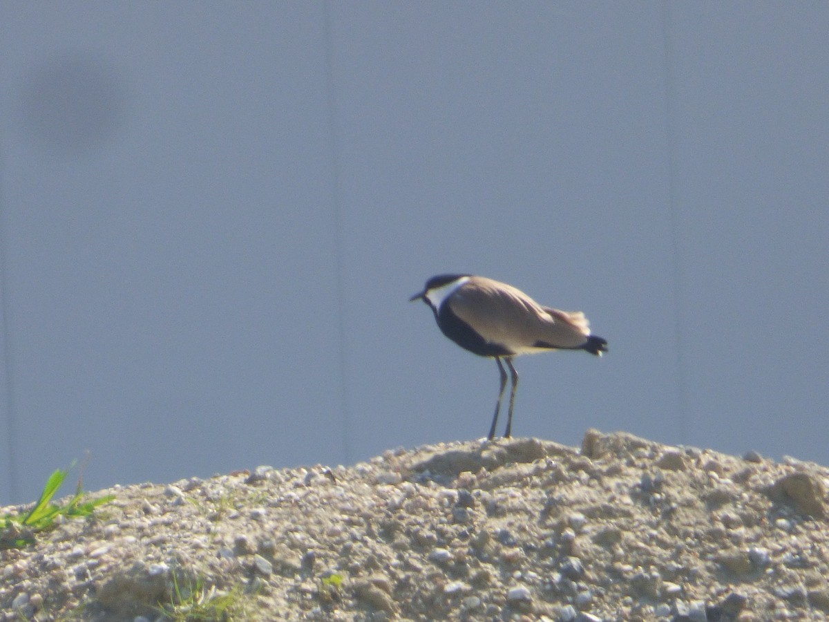 Spur-winged Lapwing - ML210967681