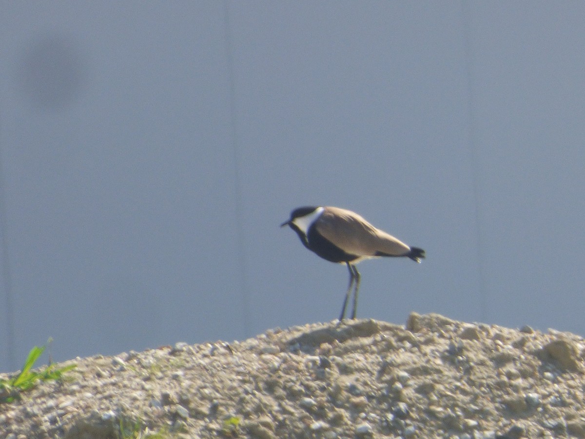 Spur-winged Lapwing - ML210967711