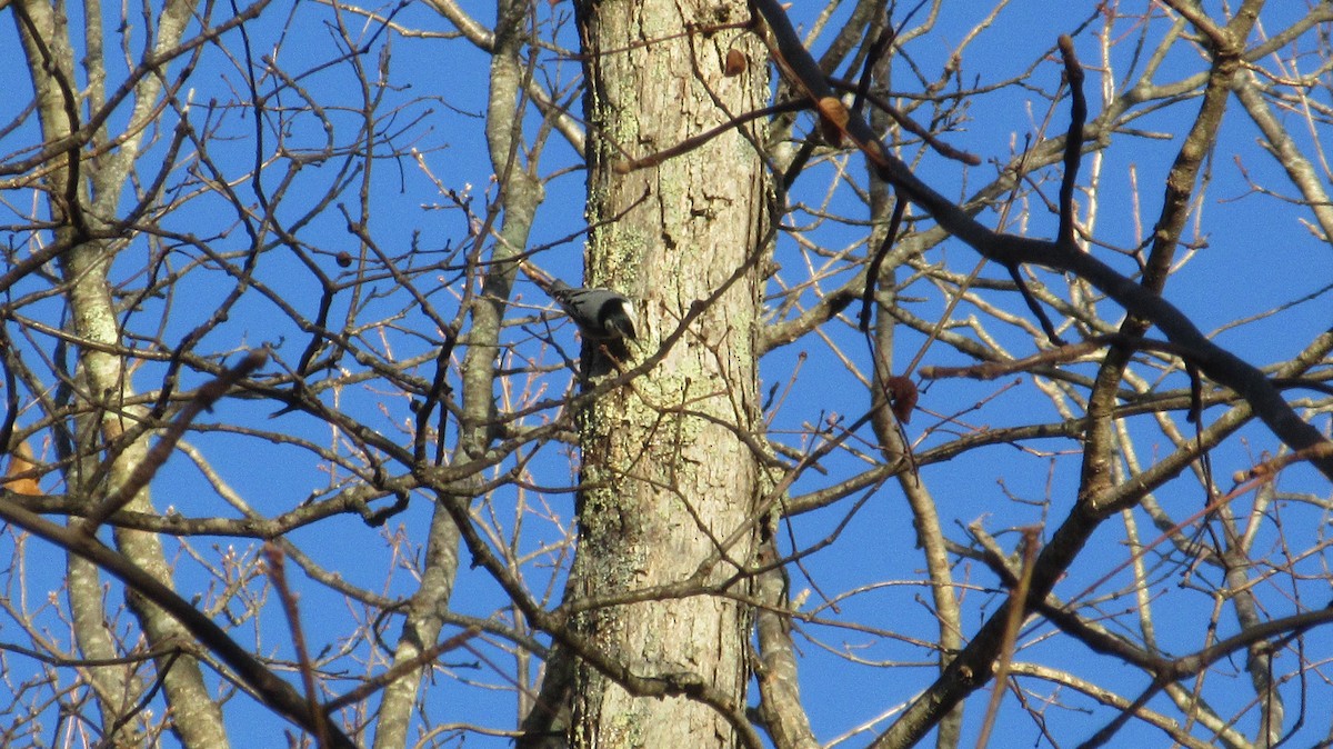 White-breasted Nuthatch - ML210969321