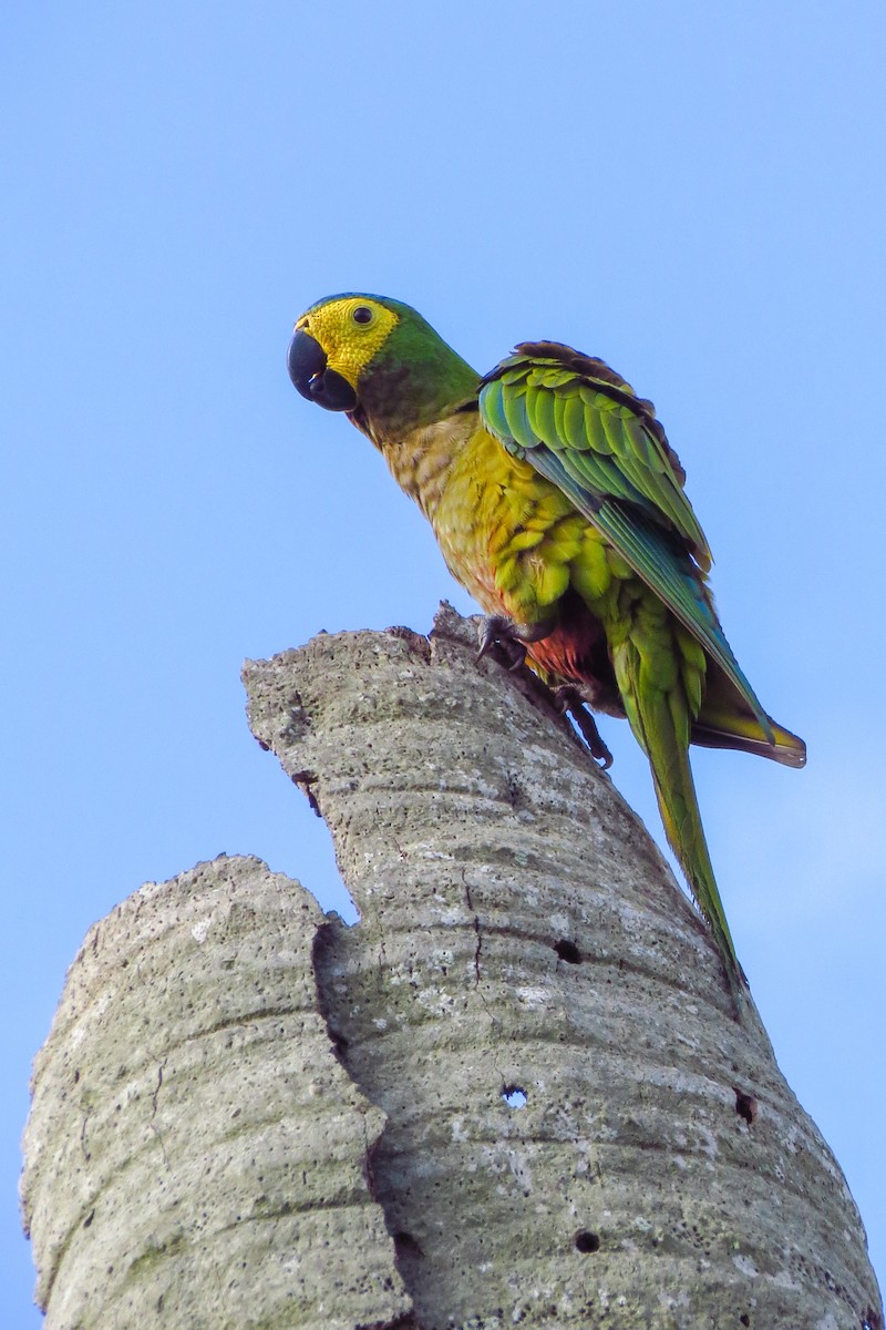 Red-bellied Macaw - ML210973841