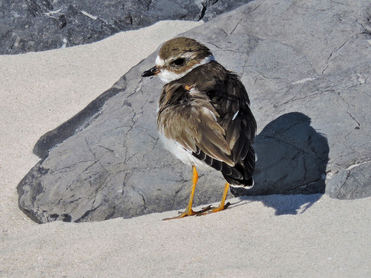 Semipalmated Plover - ML21097461