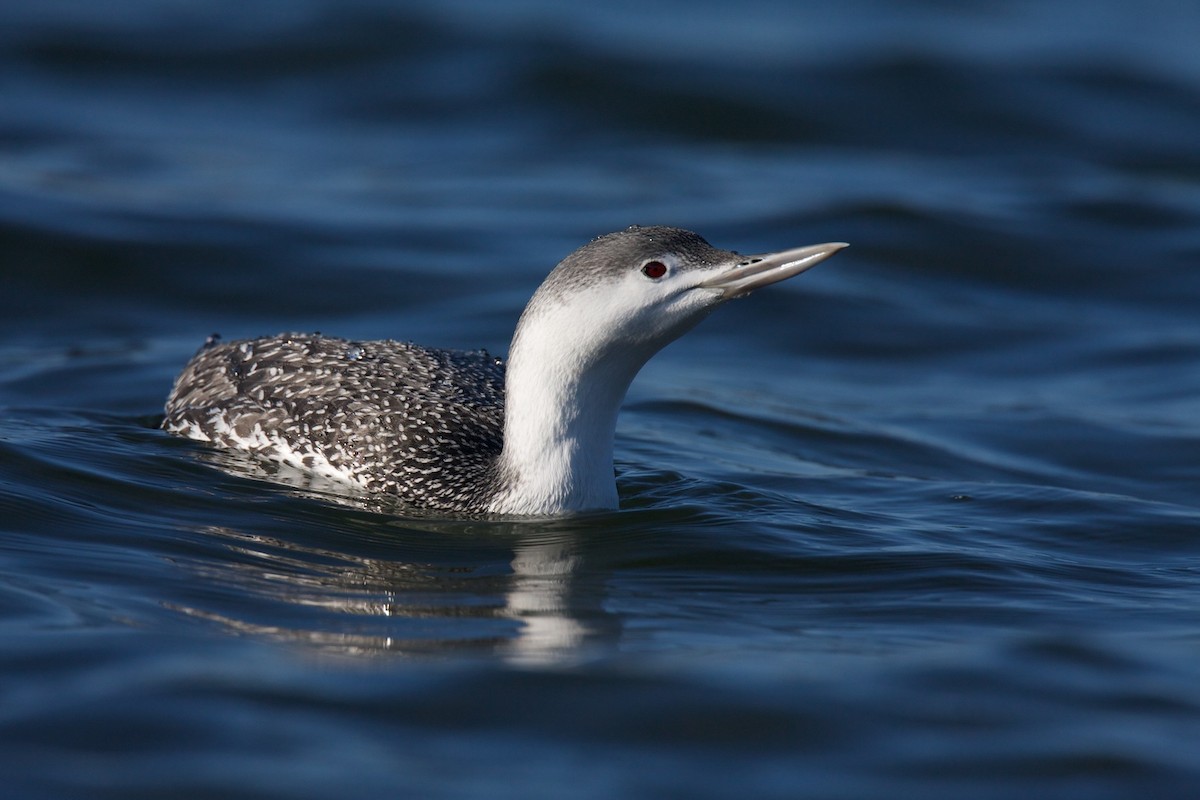 Red-throated Loon - Detcheverry Joël