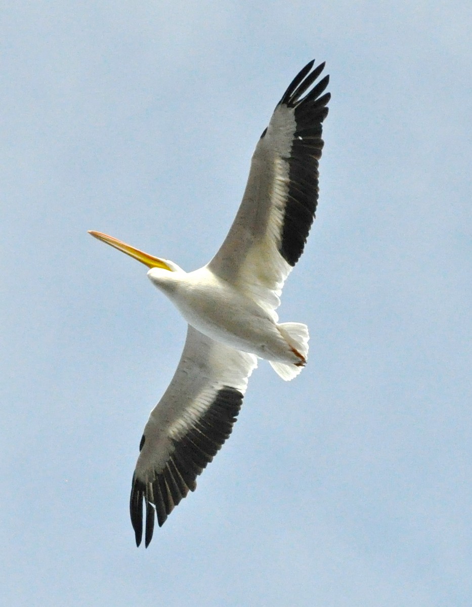 American White Pelican - ML21097651