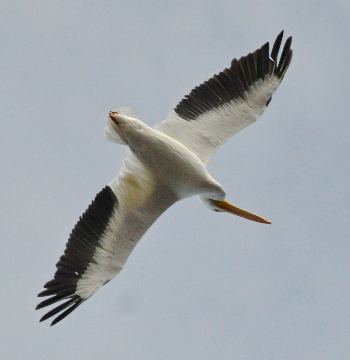 American White Pelican - ML21097741