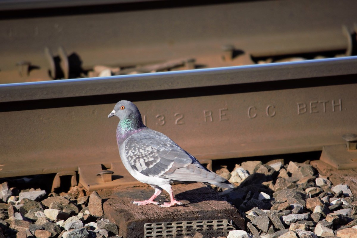 Rock Pigeon (Feral Pigeon) - ML210977711