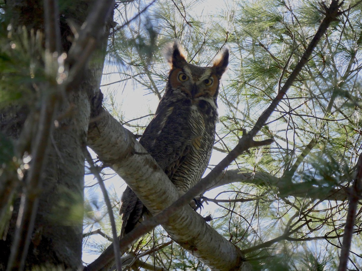 Great Horned Owl - Jeffrey Thomas