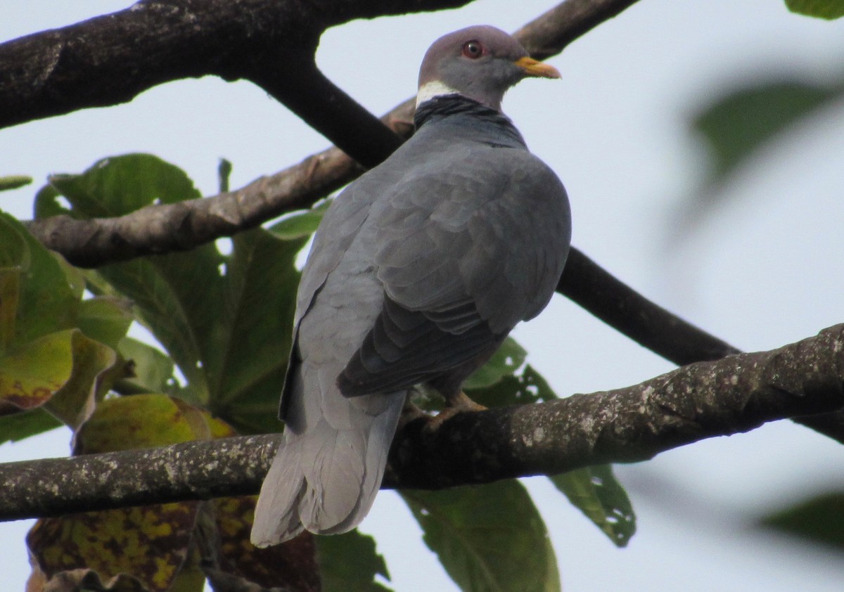 Band-tailed Pigeon - ML210980261