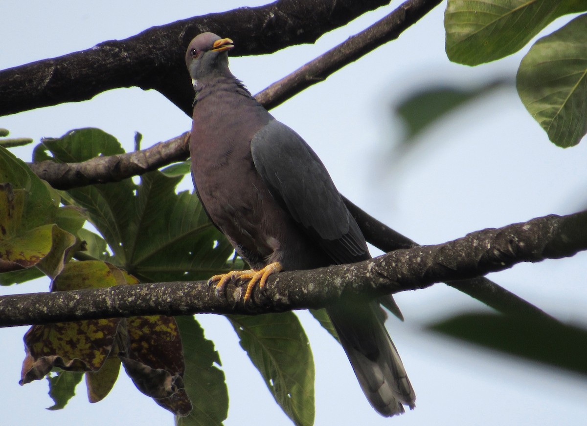 Band-tailed Pigeon - ML210980481